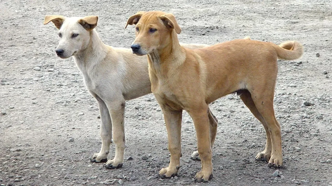 200 ألف كلب ضال في عمان و14500 حالة عقر في الأردن خلال عامين