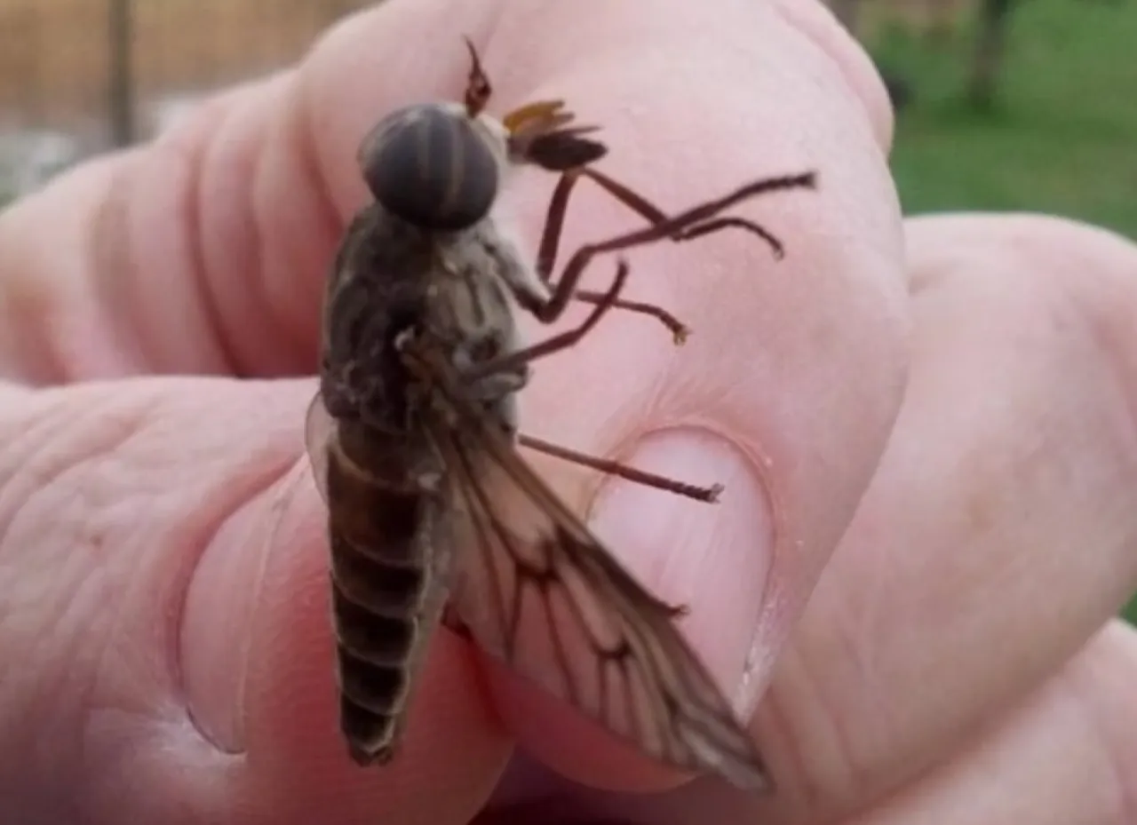 مرض شرس يفتك بشاب بعد لدغة ذبابة