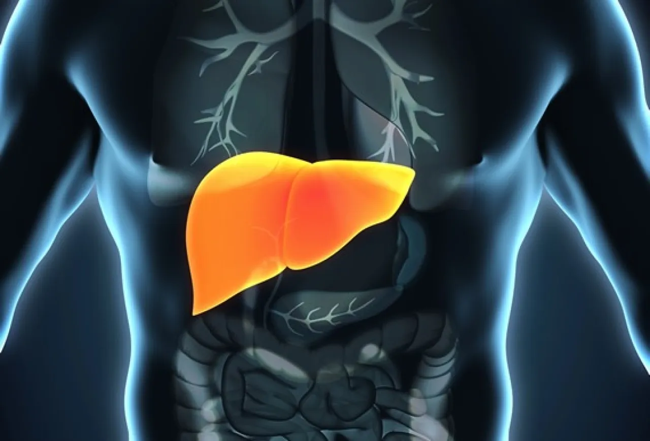 اكتشاف سلاح طبيعي يساعد في الوقاية من أمراض الكبد الناجمة عن السمنة