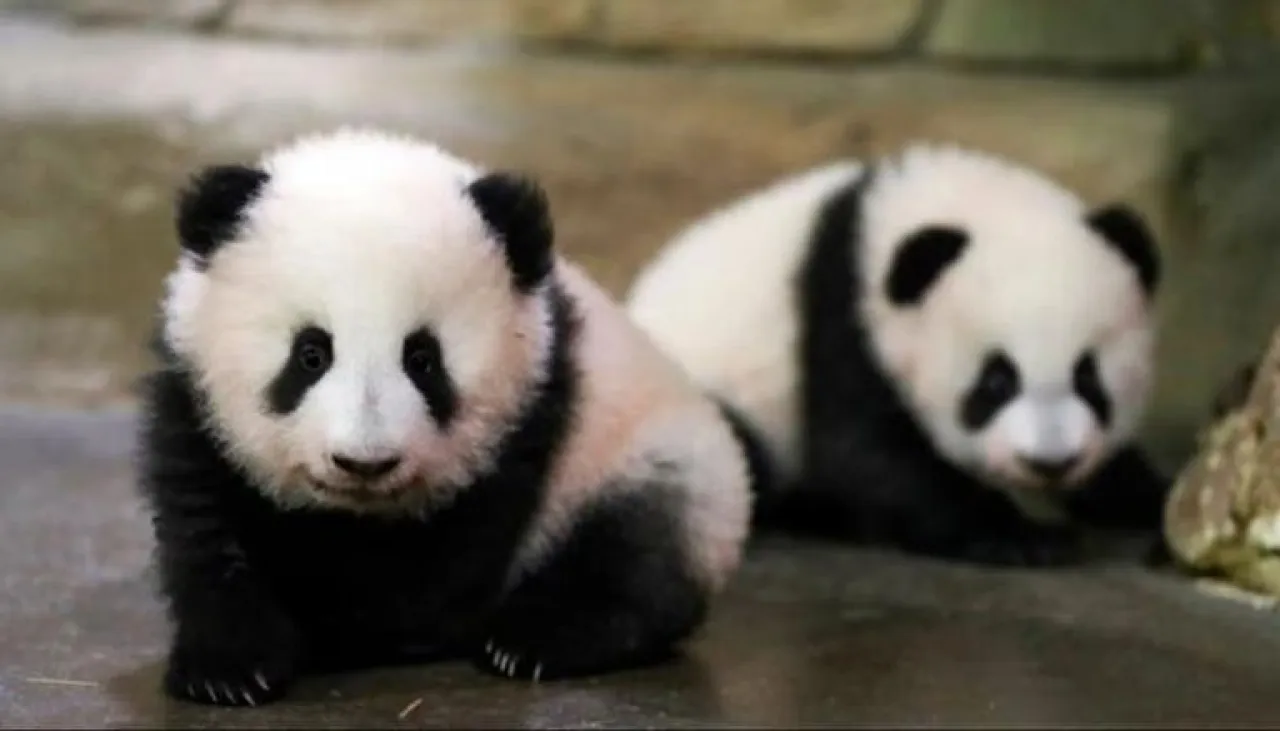 حديقة حيوانات فرنسية تودع زوجا من الباندا قبل عودتهما إلى الصين