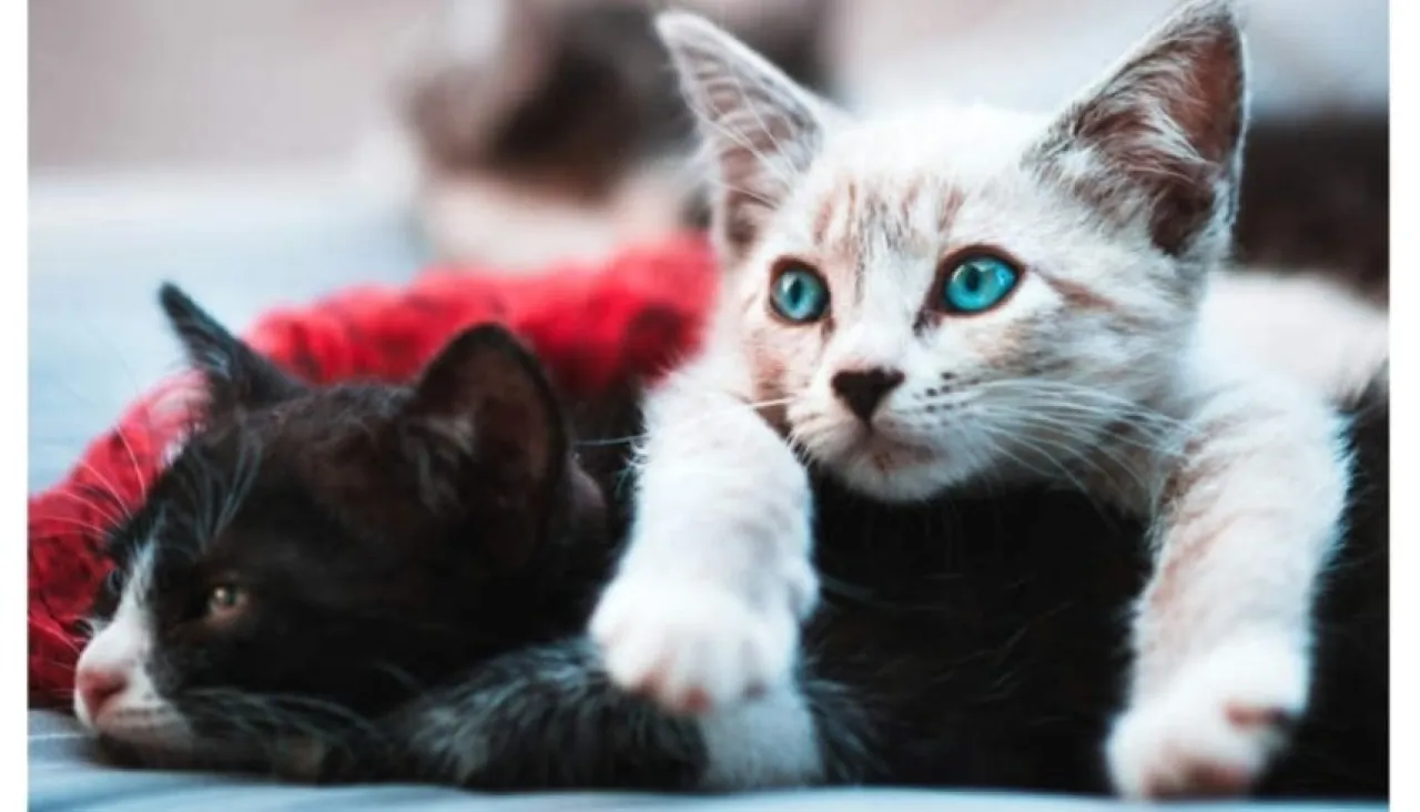 Legal Precedent in Turkey Man to Pay Cat Alimony for Up to 10 Years After Divorce