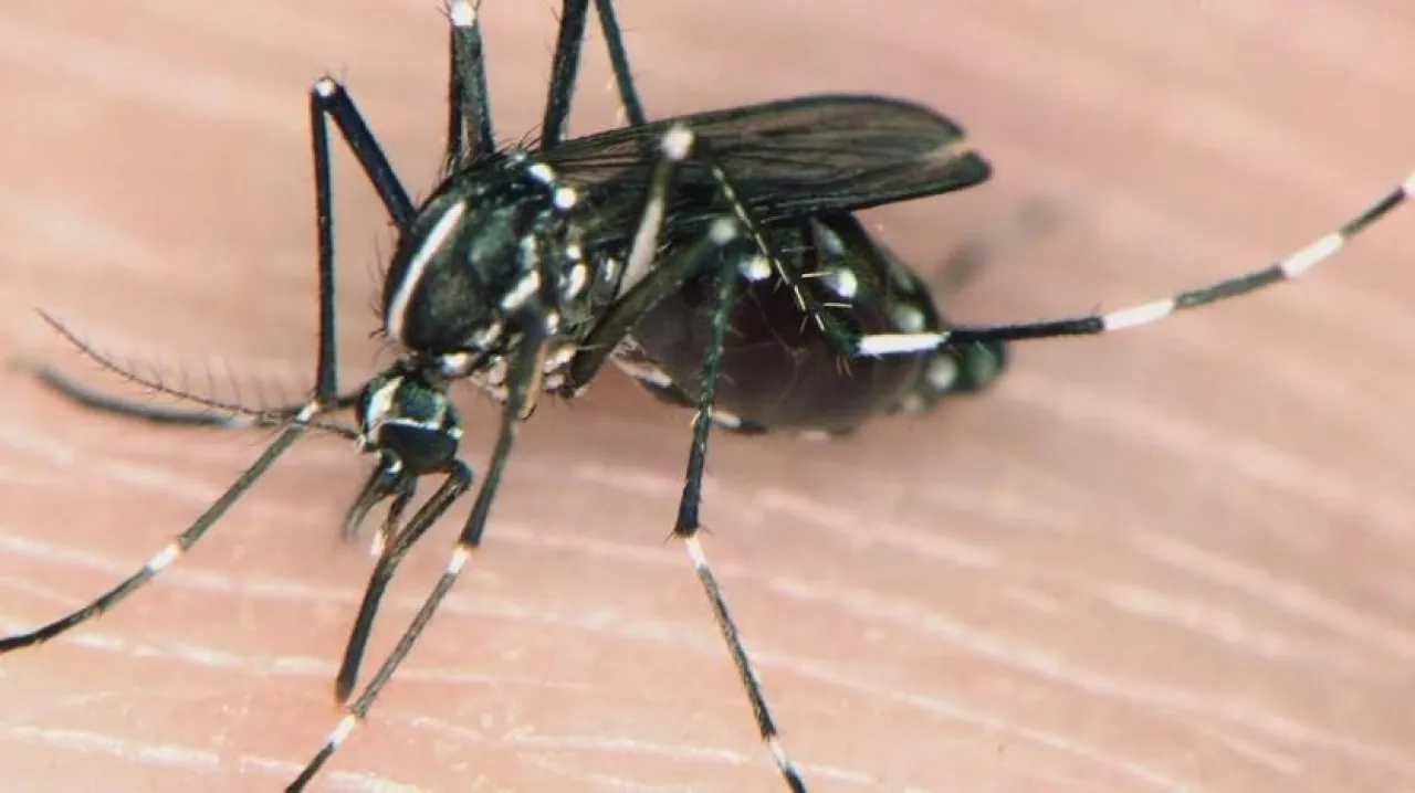 ما هي ذبابة الرمل النمر الأسود التي أودت بحياة الطفل الأردني عمر  صور