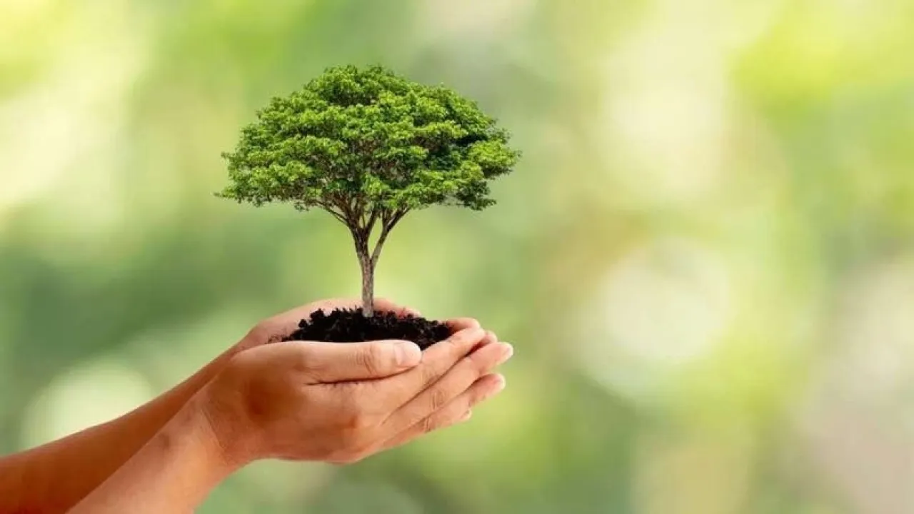 Algeria Planting 13 Million Trees in 24 Hours