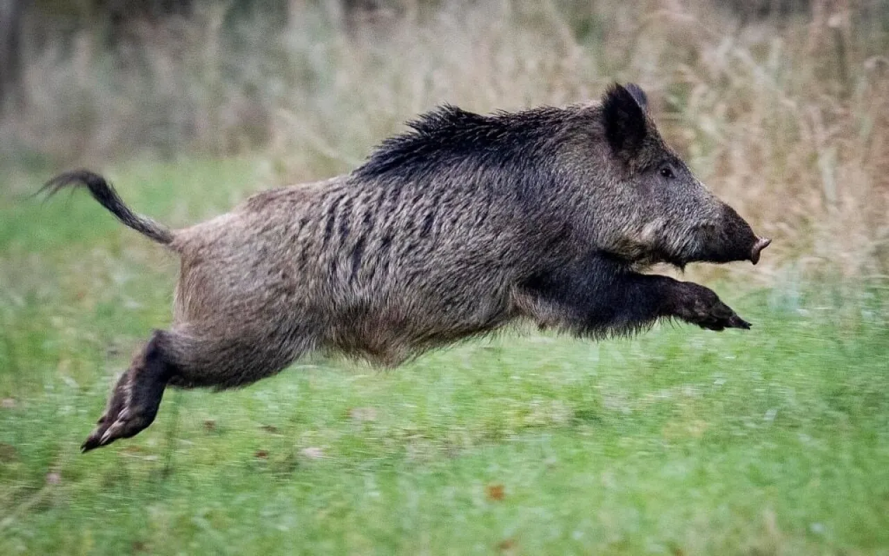 خنزير بري يهاجم جنديا إسرائيليا ويصيبه بجروح