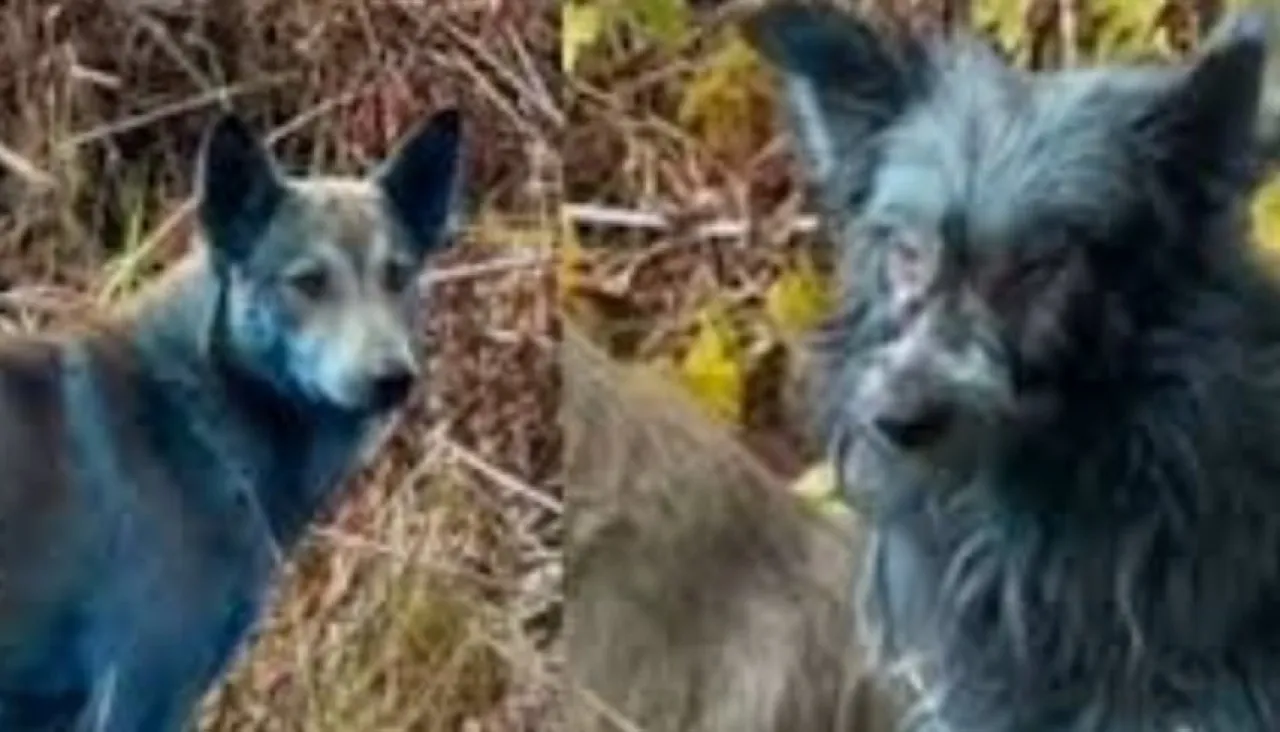 Appearance of Blue Dogs Puzzles Scientists