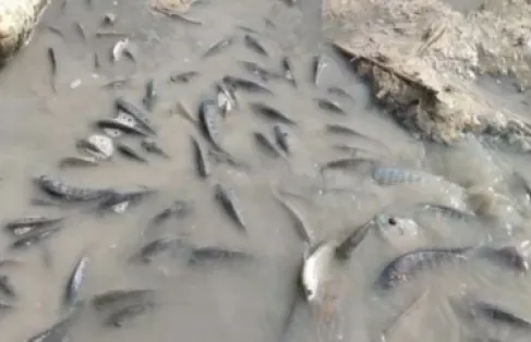 الحكومة: لا مؤشرات علة وجود تلوث في سد الموجب - فيديو