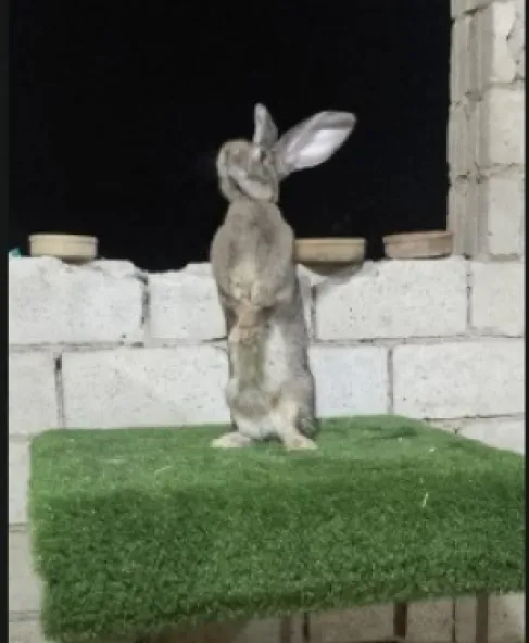 Jordan.. Belgian Flanders Rabbit Captivates Attention in Irbid – Video and Photos