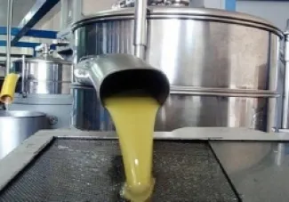 Jordan.. Opening of olive presses on the 15th of this month