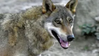First Confirmed Hybrid Between Wolf and Dog in Greece