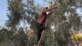 Tafilah Agriculture Invites Jordanians to Delay Olive Harvest