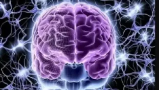 علماء يفسرون آلية خفية بين الأمعاء والدماغ