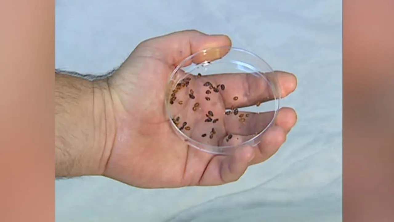 Ongoing Fear of Bugs Disrupts Classes for Students at a Jordanian School  Video