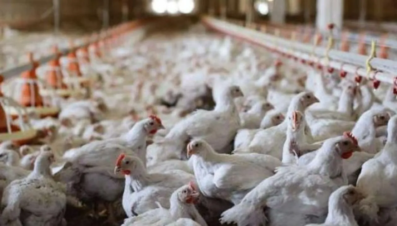 دراسة ليبية تؤكد توطن إنفلونزا الطيور في مزارع طرابلس