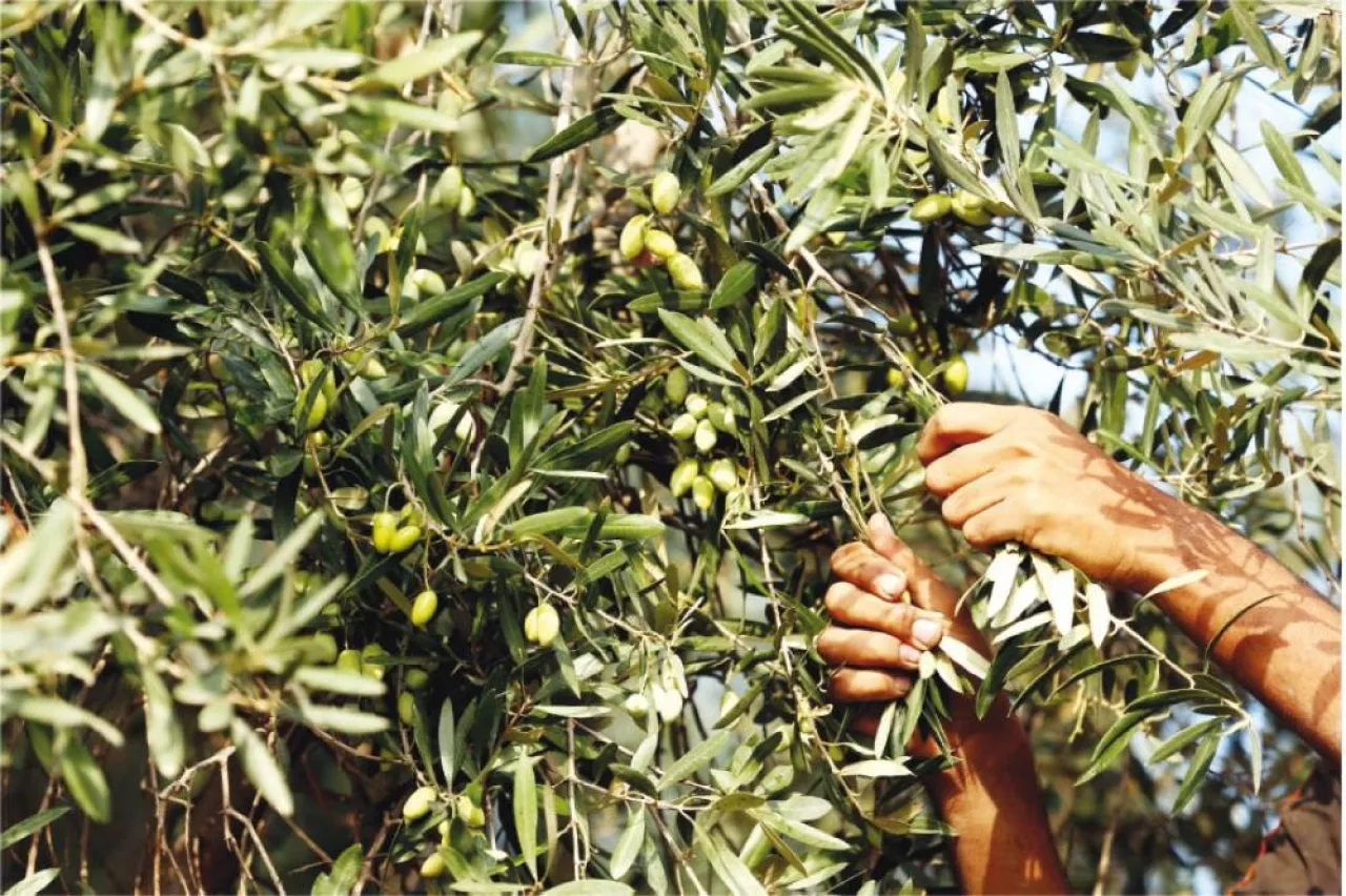 قطاف الزيتون - أرشيفية