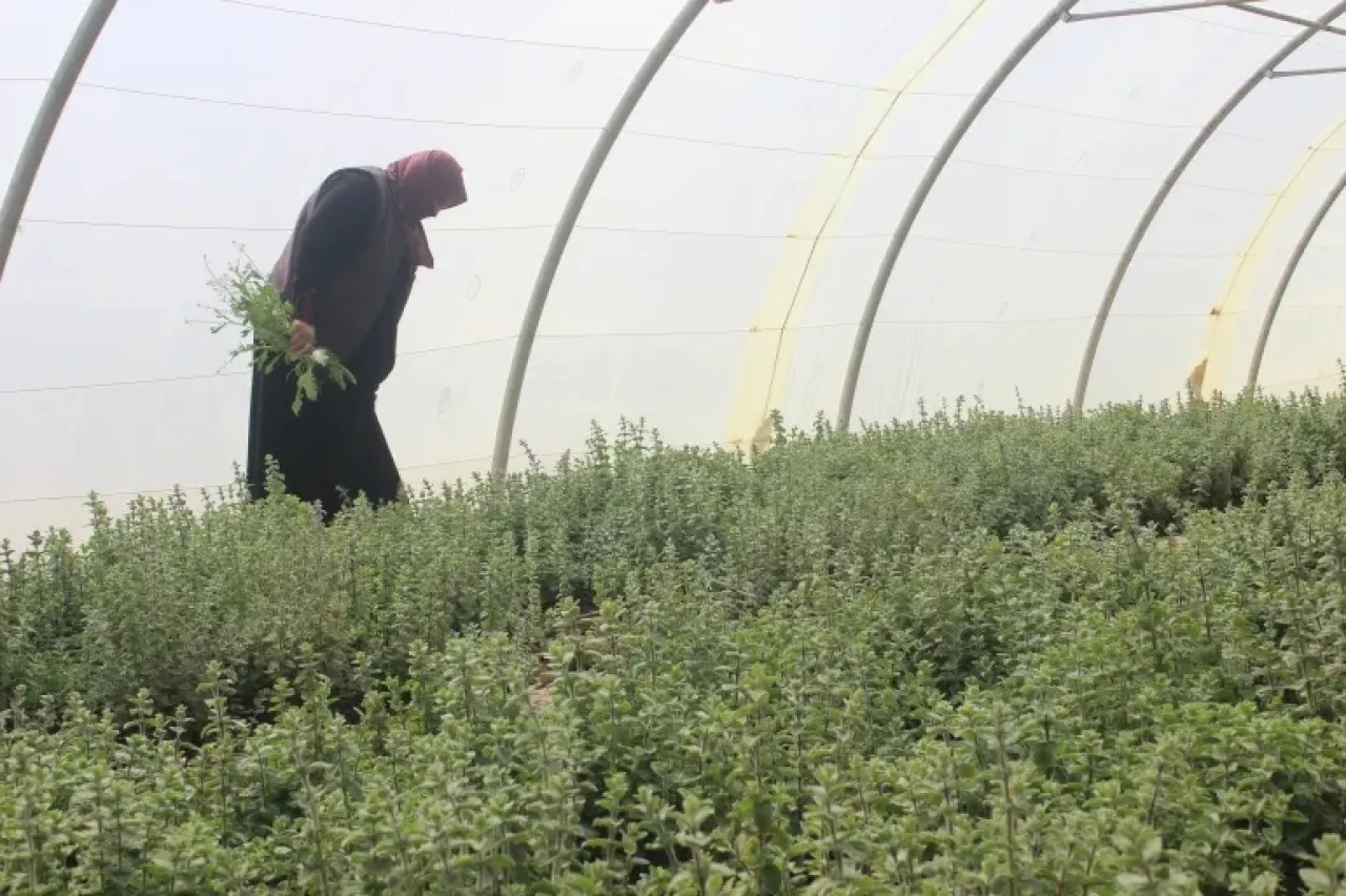 امرأة تعمل في بيت بلاستيكي