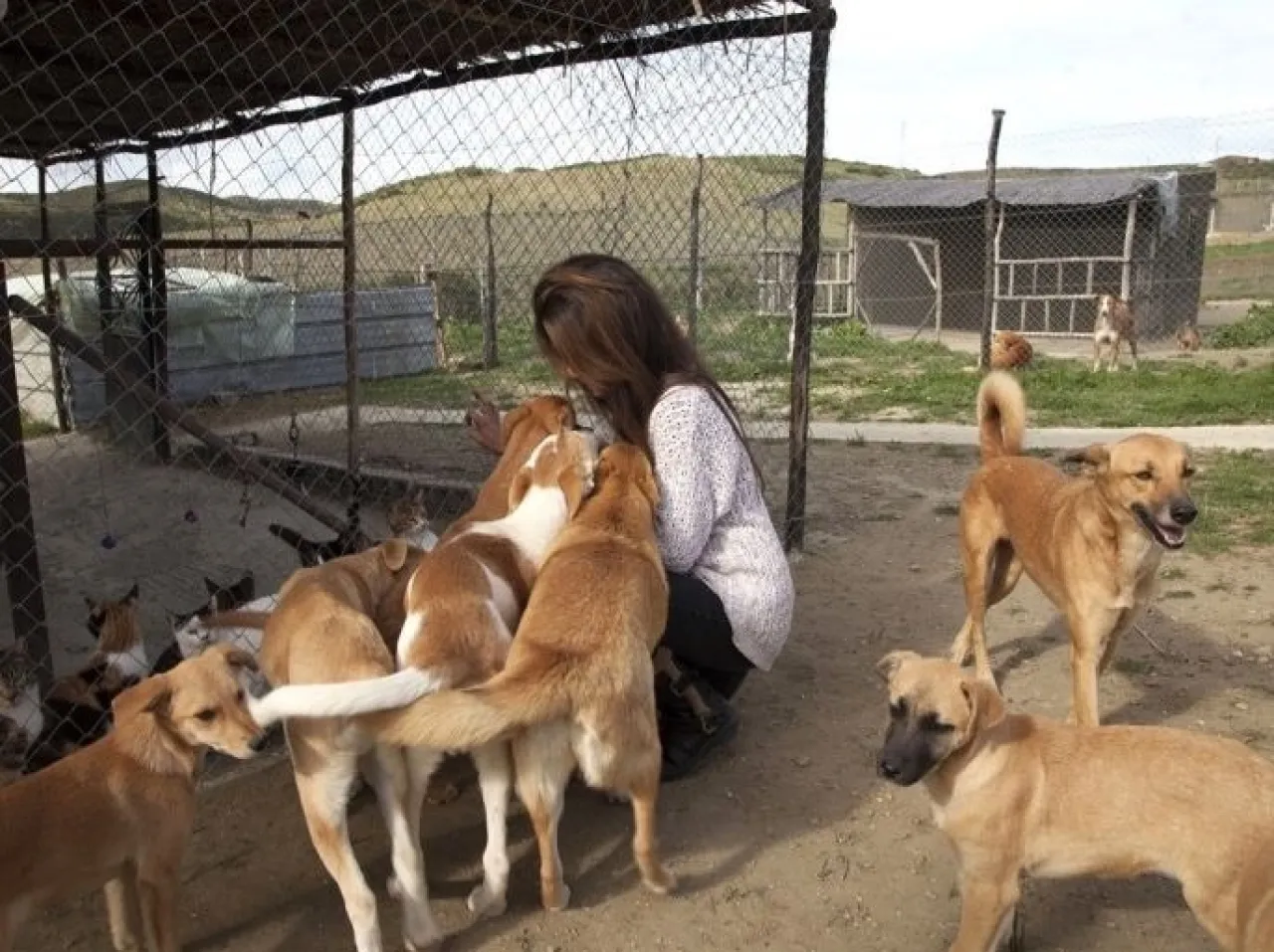 Agreement to Establish the First Shelter for Stray Dogs in Irbid