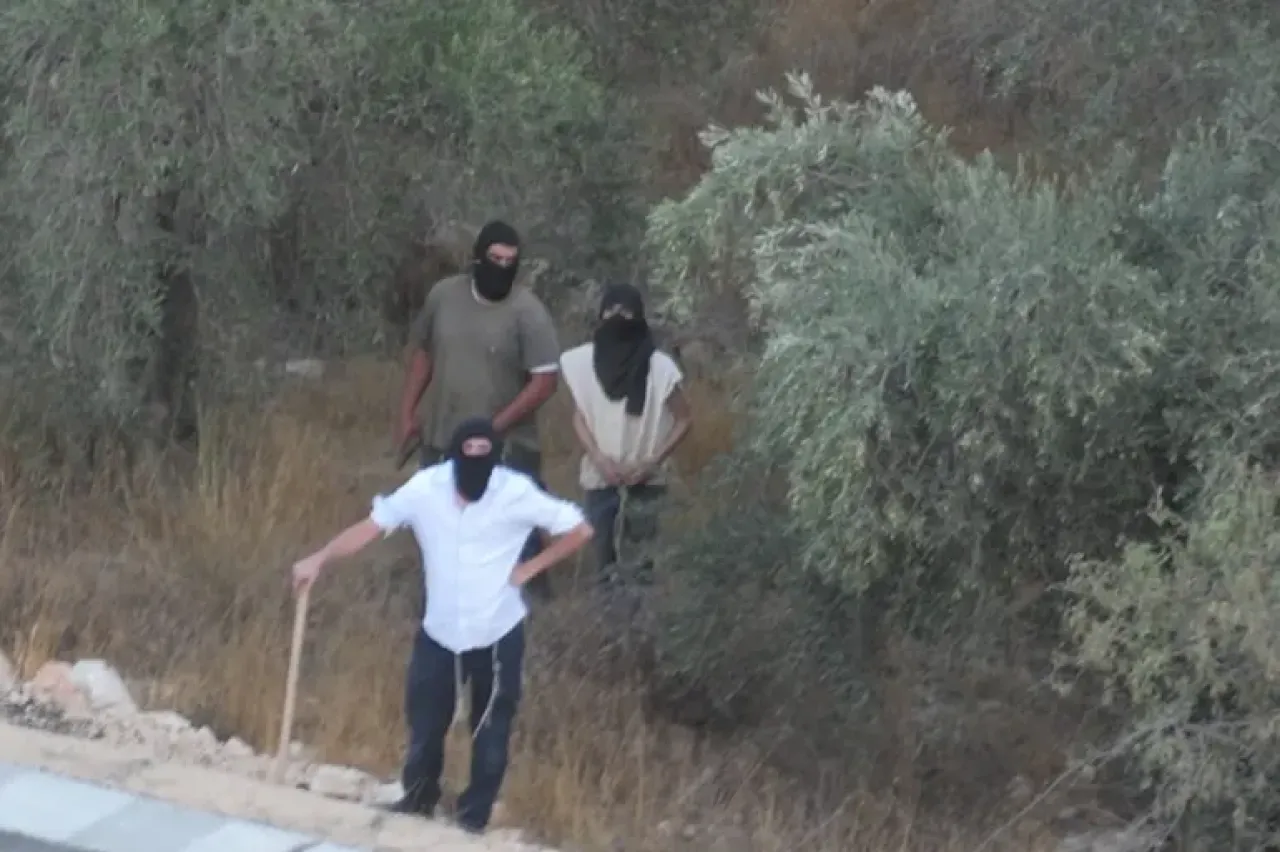 هيئة فلسطينية موسم قطف الزيتون هذا العام هو الأصعب