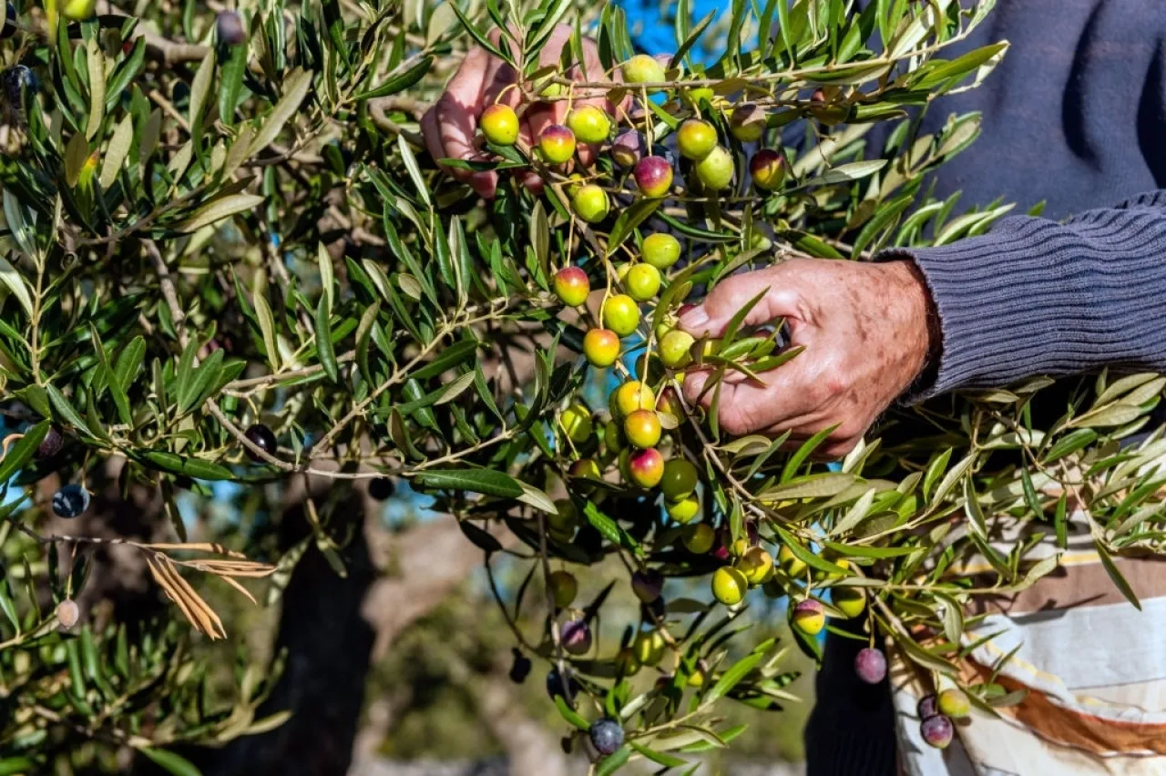 90 decrease in olive production in Jerash compared to last year