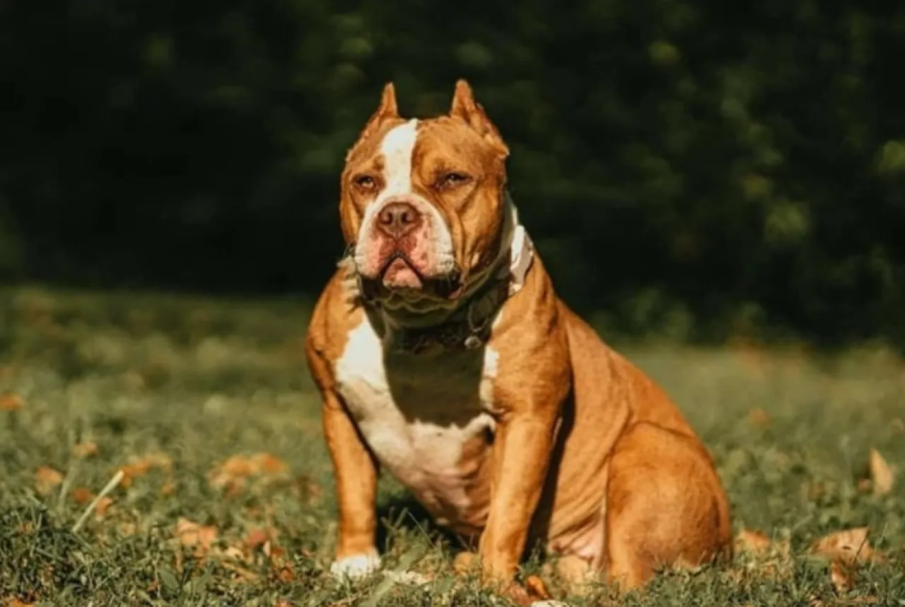 بسبب الألعاب النارية كلب يُصاب بنوبة هلع فيهاجم رضيعاً حتى الموت