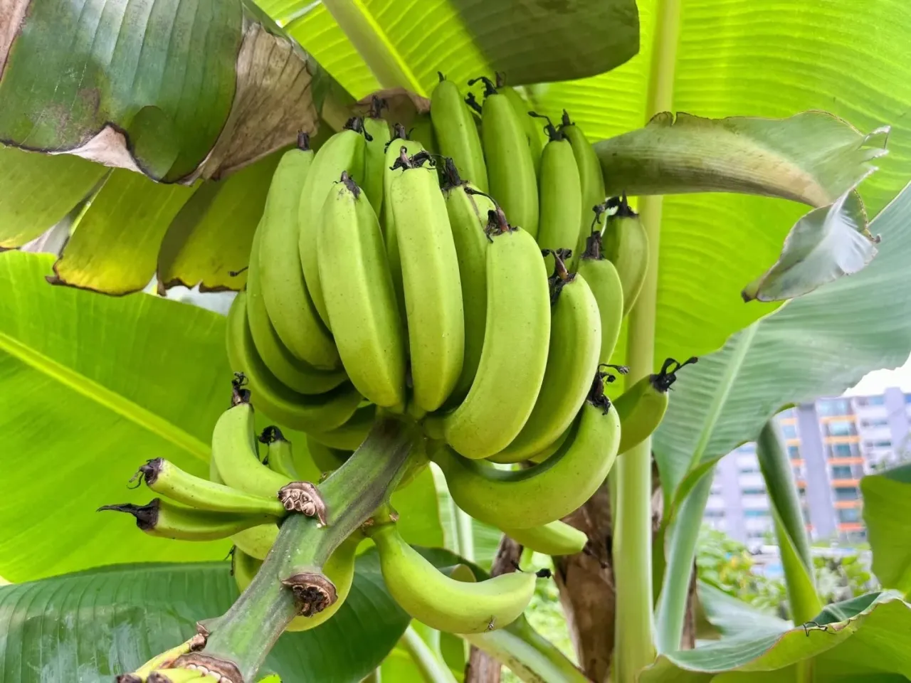 The Effect of Bananas on Blood Sugar What Should You Know