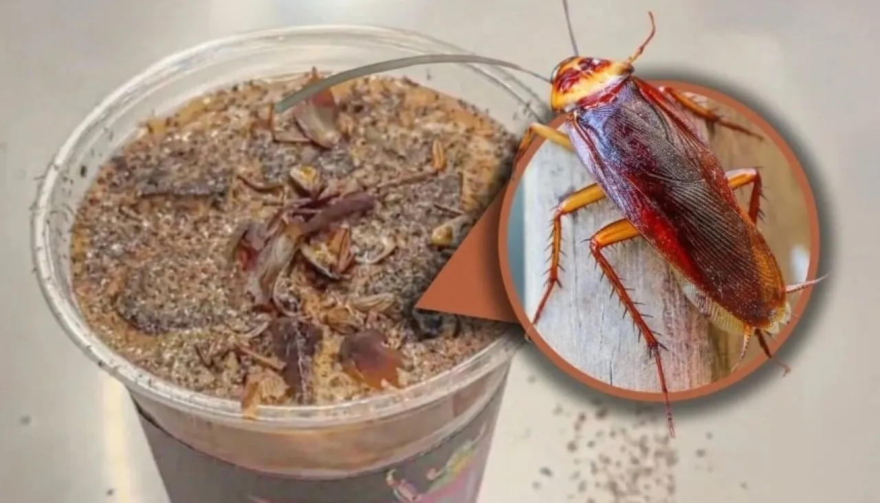 قهوة بالصراصير مشروب جديد يثير ضجة كبيرة في الصين ما قصته