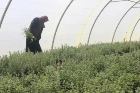 امرأة تعمل في بيت بلاستيكي