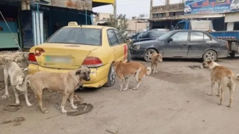 كلاب ضالة في اربد -  ارشيف