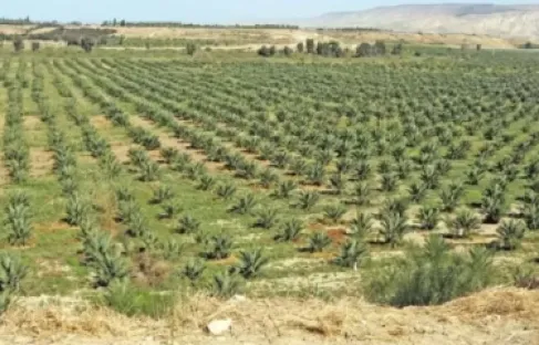 دراسة لتحويل وادي الأردن لإقليم تنموي مستدام