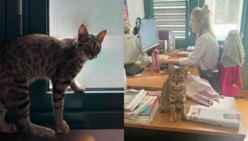 قطة مصرية تقتحم السفارة الألمانية بالقاهرة.. ورد فعل غير متوقع من الموظفين