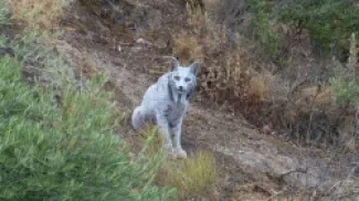 اللون الأبيض نادر جدا في هذا الوشق