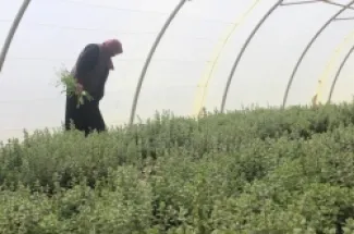 امرأة تعمل في بيت بلاستيكي