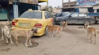 كلاب ضالة في اربد -  ارشيف