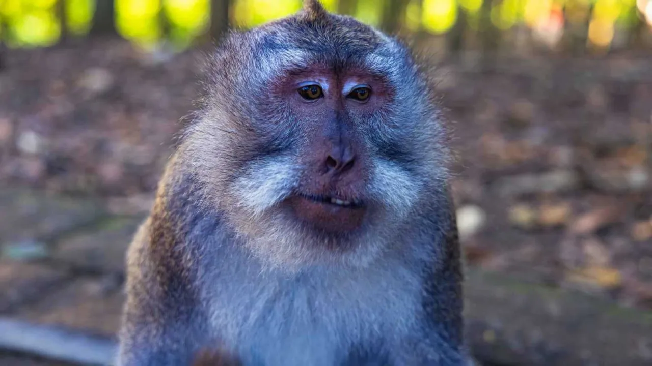 Monkey kills a man in his home in Thailand