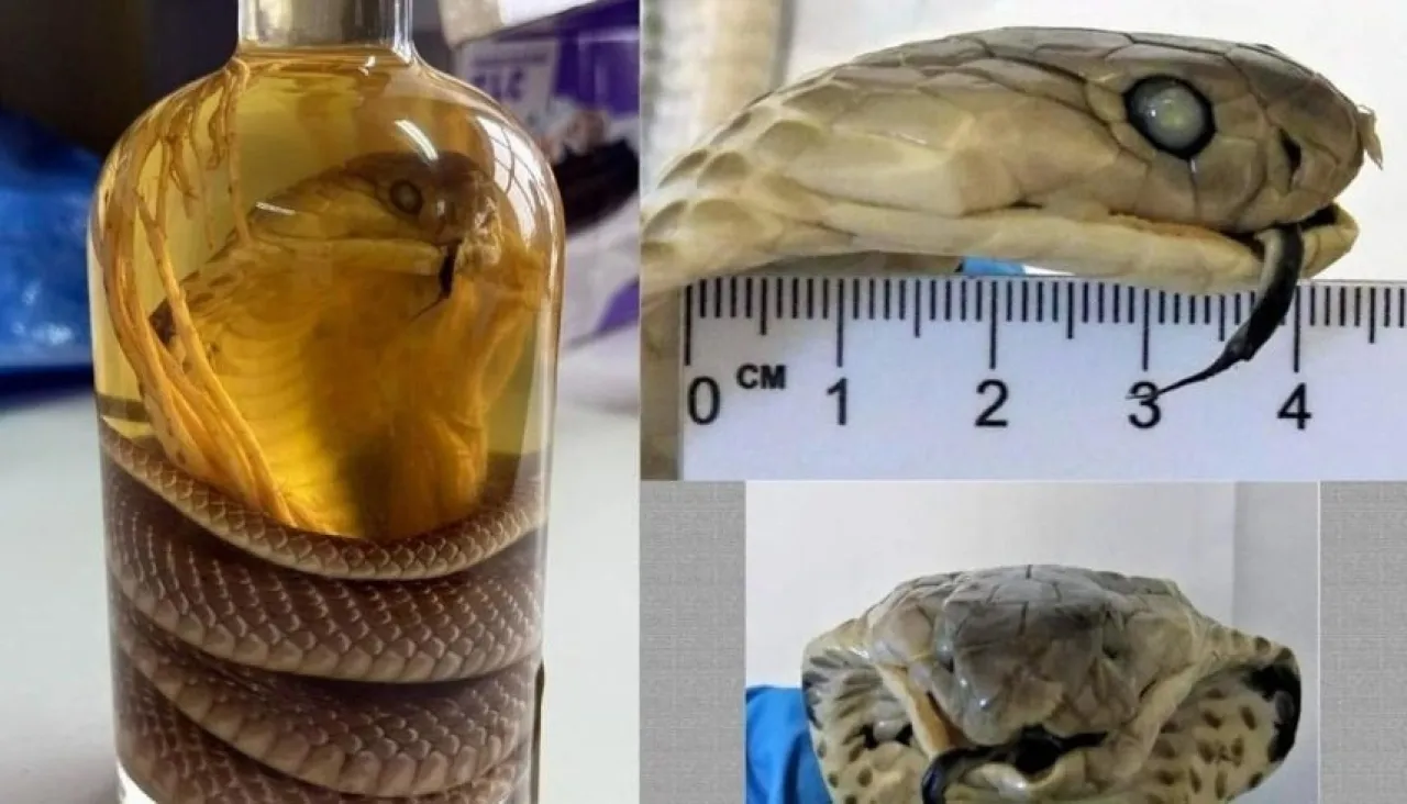 In an Unforeseeable Manner Woman Attempts to Smuggle Mummified Cobra at Russian Airport