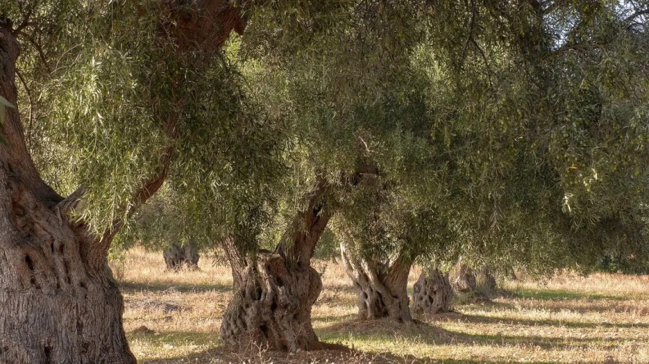 Ministry of Culture The Mehras Tree Represents a Model Expressing Jordanian Identity
