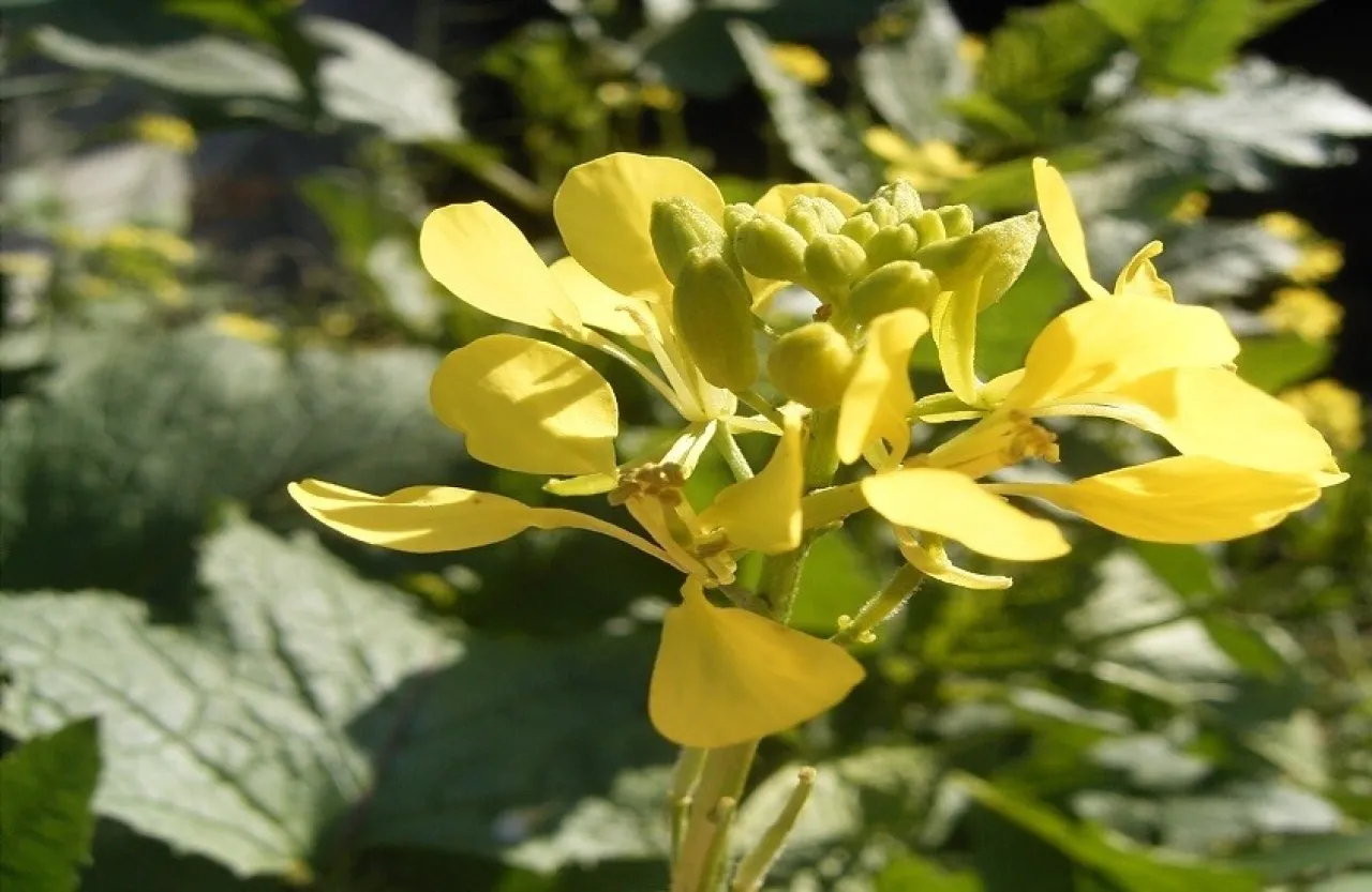 Nutrition Expert Mustard Boosts Metabolism