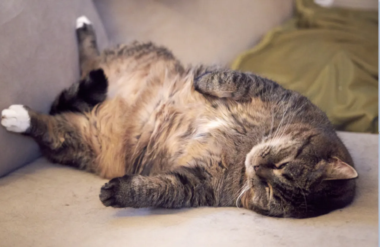 أوزمبيك للقطط دواء لإنقاص الوزن قد يغيّر حياتها