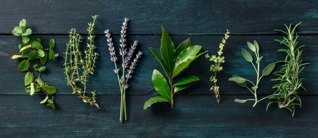 ما هي النباتات التي تطرد الحشرات بشكل طبيعي؟ 