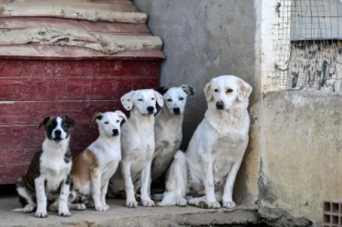 الأردن.. قطيع كلاب يهاجم فتى ويصيبه بجروح بالغة في جرش