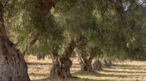 وزارة الثقافة: شجرة المهراس تشكل نموذجا يعبّر عن هوية الأردني