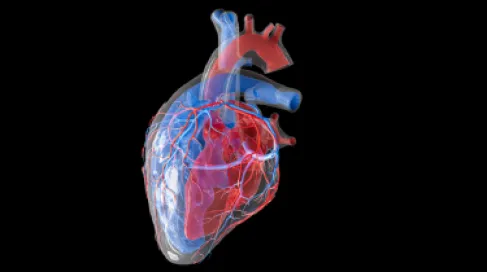مركّب نباتي شائع في طعامنا اليومي يحمي القلب ويبطئ أمراضه