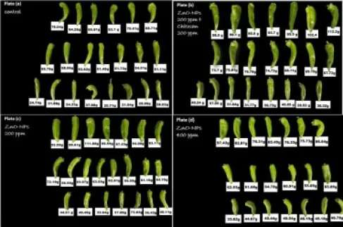 (شومان) تدعم مشروعا ابتكاريا للمركز الوطني للبحوث الزراعية