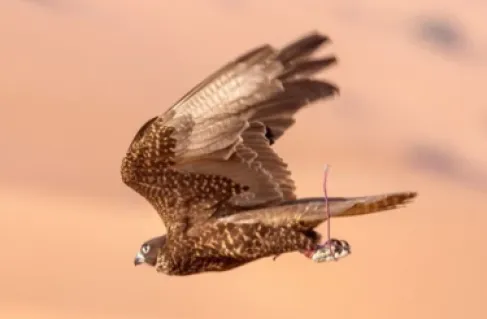 انطلاق منافسات سباق الصقور الدولية في الإمارات