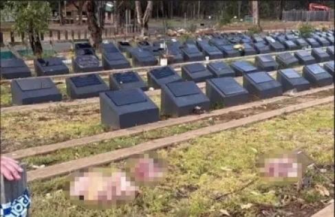 تدنيس مقبرة إسلامية في سيدني برؤوس خنازير (صور)