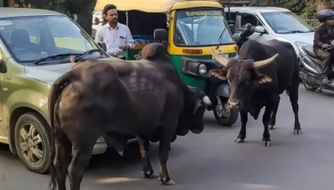 الهند: ثوران غاضبان يتشاجران في معركة ملحمية تشل حركة المرور