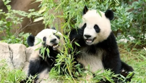 اليابان تعيد آخر حيوانين من الباندا إلى الصين