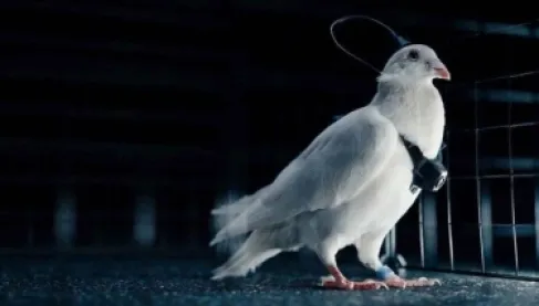 علماء روس يحوّلون الحمام إلى طائرات بيولوجية.. تقنية قد تغيّر قواعد اللعبة