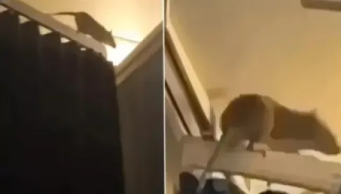 اكتشاف فأر ضخم على متن رحلة يؤثر على 250 راكباً