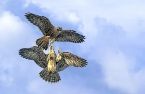 الداخلية العراقية تمنع ممارسة (المقناص) بدون تصاريح