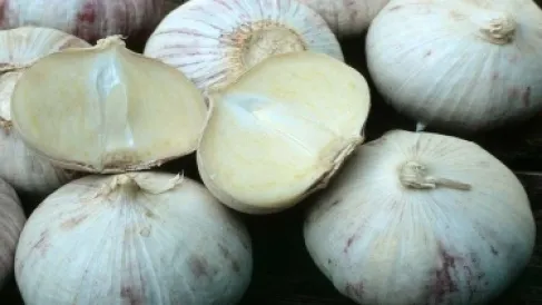 من نزلات البرد إلى الوقاية من «السرطان والزهايمر».. كيف يعزز الثوم صحة الجسم؟